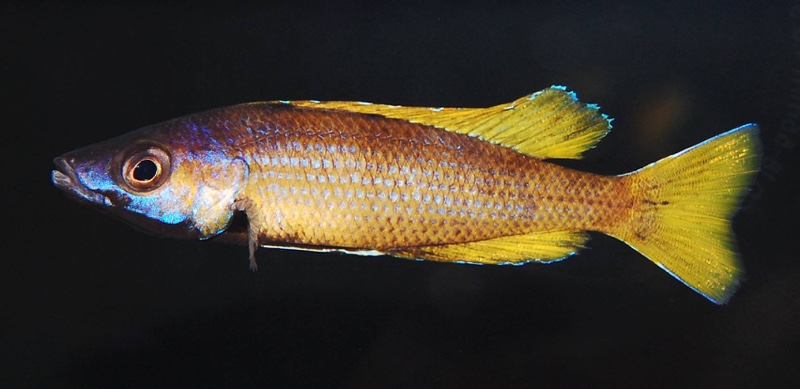 Cyprichromis sp. 'brilliant jumbo' Kitumba